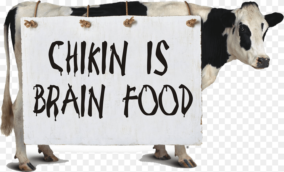 Graphic Freeuse Stock Chick Fil A Cow Clipart Chick Fil A Cow, Animal, Cattle, Livestock, Mammal Free Transparent Png