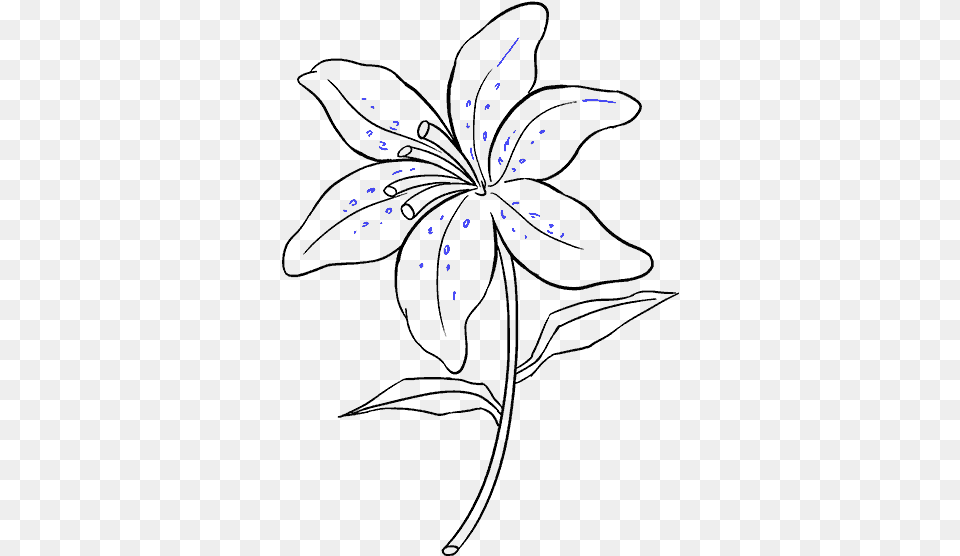 Graphic Freeuse Stock How To Draw A Lily Draw A Lily Easy, Nature, Outdoors, Fireworks, Snow Free Png