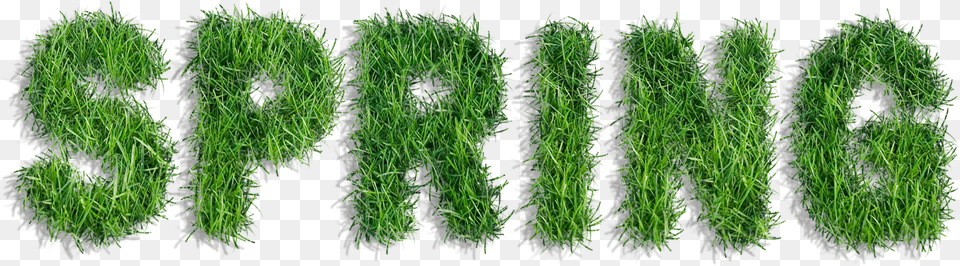 Graphic Freeuse Stock Spring Of Grass Clipart, Plant, Tree, Green, Herbal Free Png