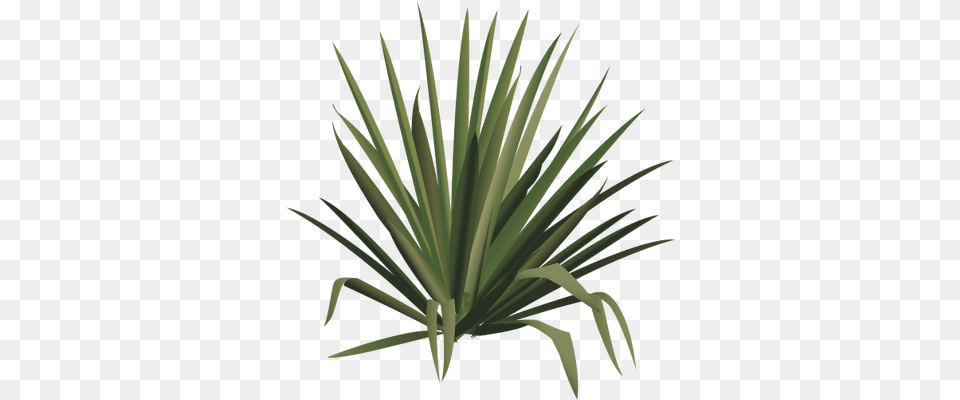 Graphic Freeuse Stock Yucca Index Of Ress Tice Yucca Plant Drawing, Agavaceae Free Transparent Png