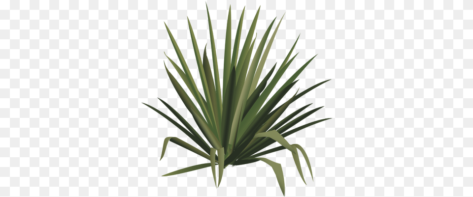 Graphic Freeuse Stock Yucca Index Yucca, Agavaceae, Plant Free Transparent Png