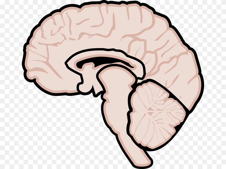 Graphic Human Brain Brain Brain Diagram Neurology Gehirn Grafik, Clothing, Hat, Baby, Person Free Transparent Png