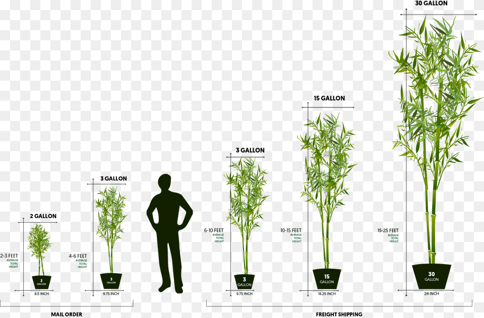 Graphic Image Of Green Twigs Free Assassin Vine, Plant, Adult, Male, Man Png
