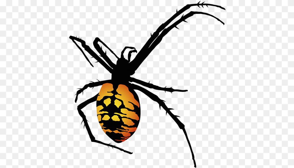 Graphic Image Of Spider, Animal, Garden Spider, Insect, Invertebrate Free Transparent Png