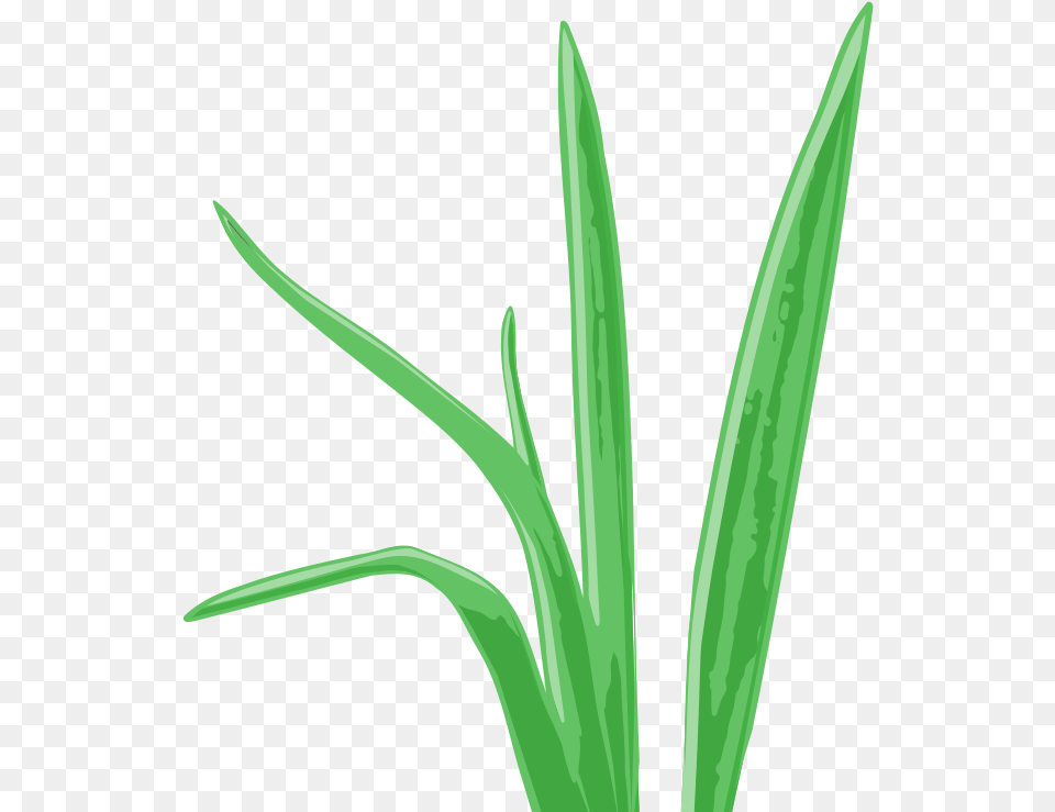 Graphic Library Aquarium Plants Frameswall Aquarium, Grass, Leaf, Plant, Herbal Free Transparent Png