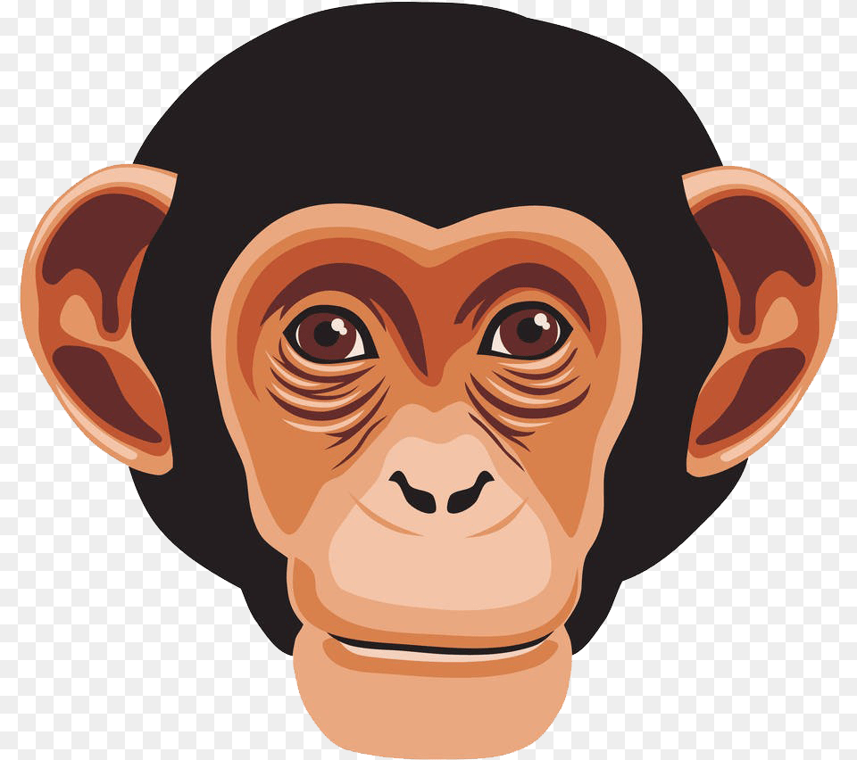 Graphic Library Library Chimpanzee Primate Gorilla Monkey Head, Animal, Ape, Baby, Mammal Free Png Download