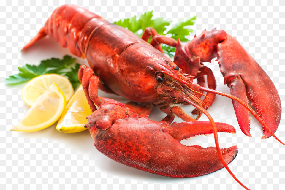 Graphic Library Library Lobster Transparent Peoplepng Lobster, Animal, Food, Invertebrate, Sea Life Free Png Download