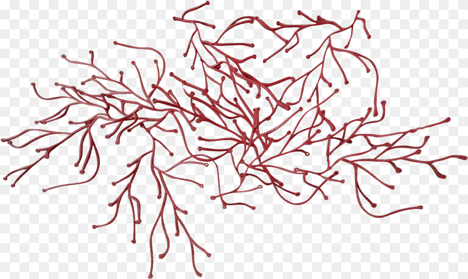 Graphic Library Reef Drawing Red Algae Vitra Algue, Plant, Fireworks, Nature, Outdoors Png Image