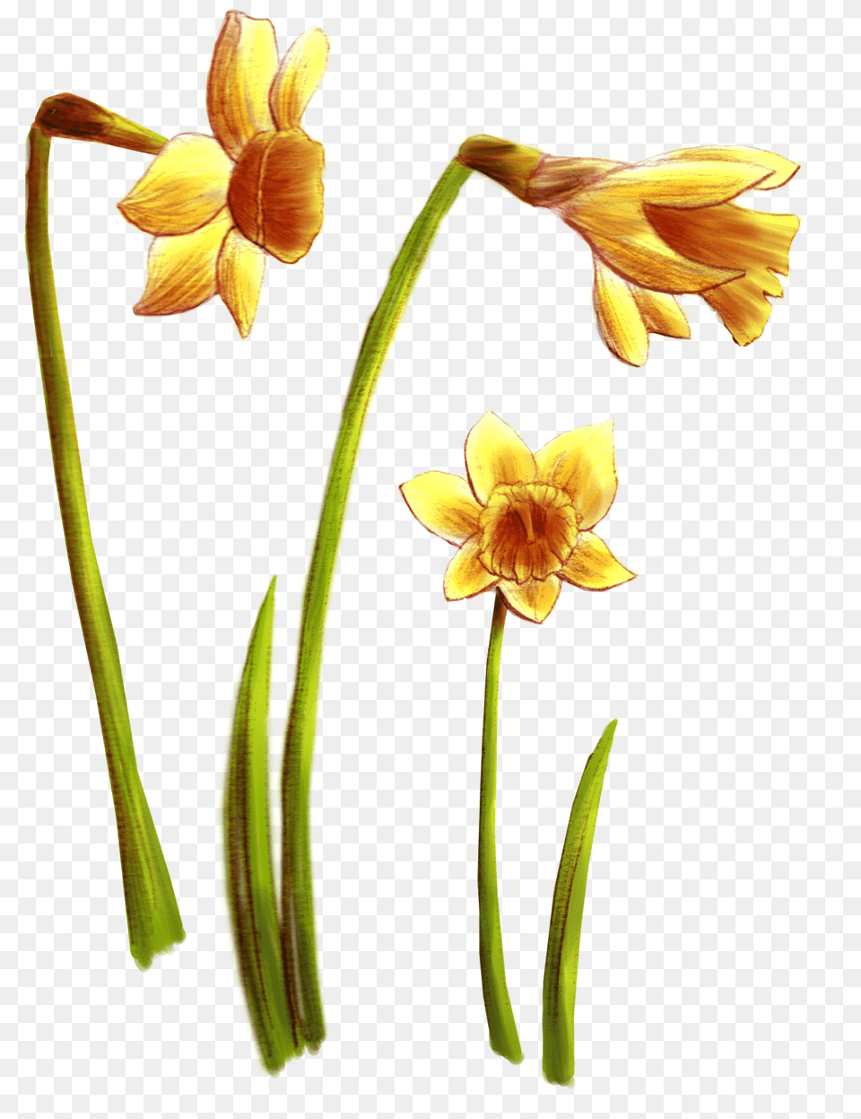 Graphic Novel Traces Sceneries Wild Flowers, Amaryllidaceae, Flower, Plant, Petal Free Png