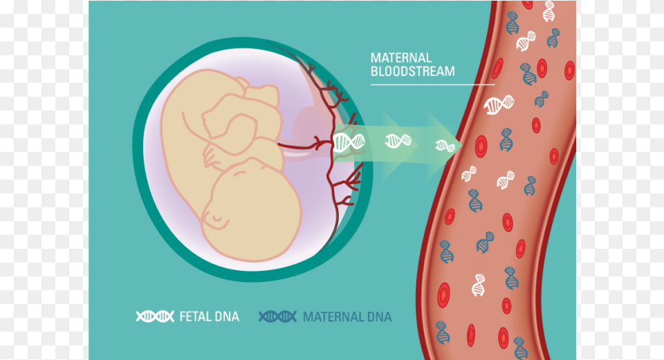 Graphic Of Fetal Dna Entering Maternal Blood Stream Cell Dna Test Free Png