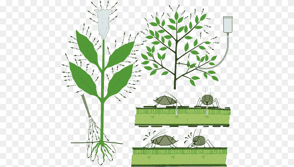 Graphic Of Systemic Insecticides Being Applied To Roots Tree, Plant, Grass, Leaf, Potted Plant Png