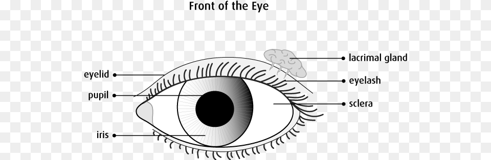 Graphic Of The Front Of The Eye Eye The Organ Of Sight, Art, Drawing, Doodle Png Image
