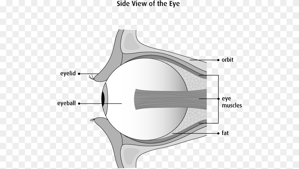 Graphic Of The Side View Of The Eye Ball And Socket Joint Protect The Eyes, Ct Scan, Person Png Image