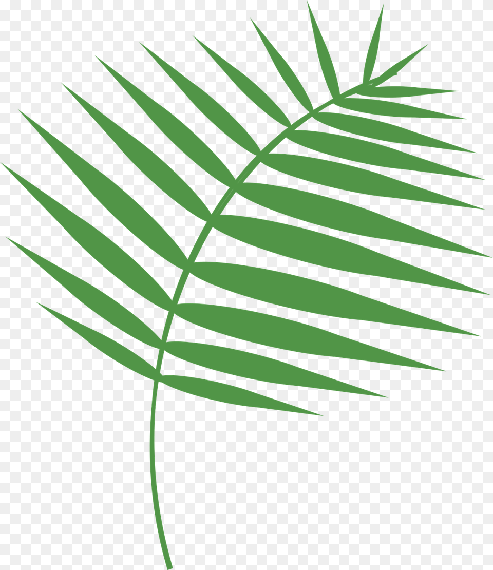 Graphic Palm Palm Sunday Photo Domingo De Ramos, Fern, Leaf, Plant, Grass Png
