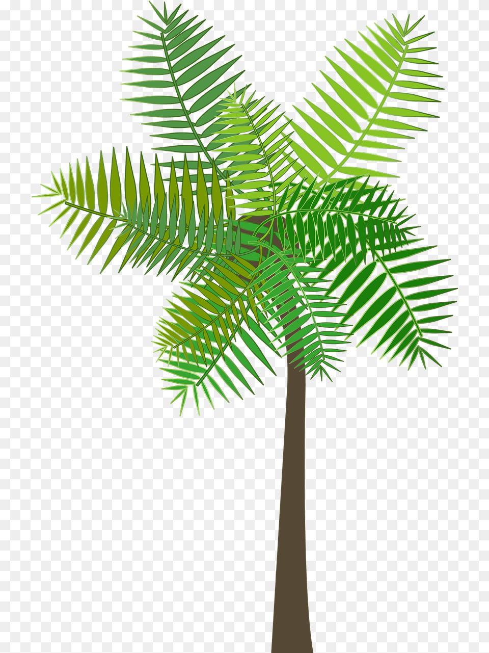 Graphic Palm Tree Vector Graphic On Pixabay Vertical, Fern, Leaf, Plant, Palm Tree Free Png
