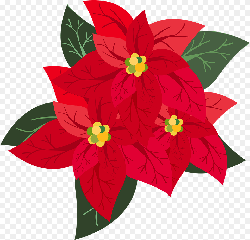 Graphic Poinsettia Christmas Pascua Flower, Art, Dahlia, Floral Design, Graphics Free Png