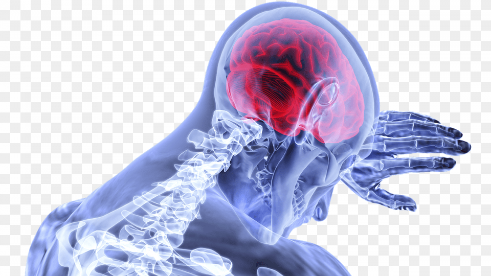 Graphic Showing Brain And Skeleton, Adult, Bride, Female, Person Png Image