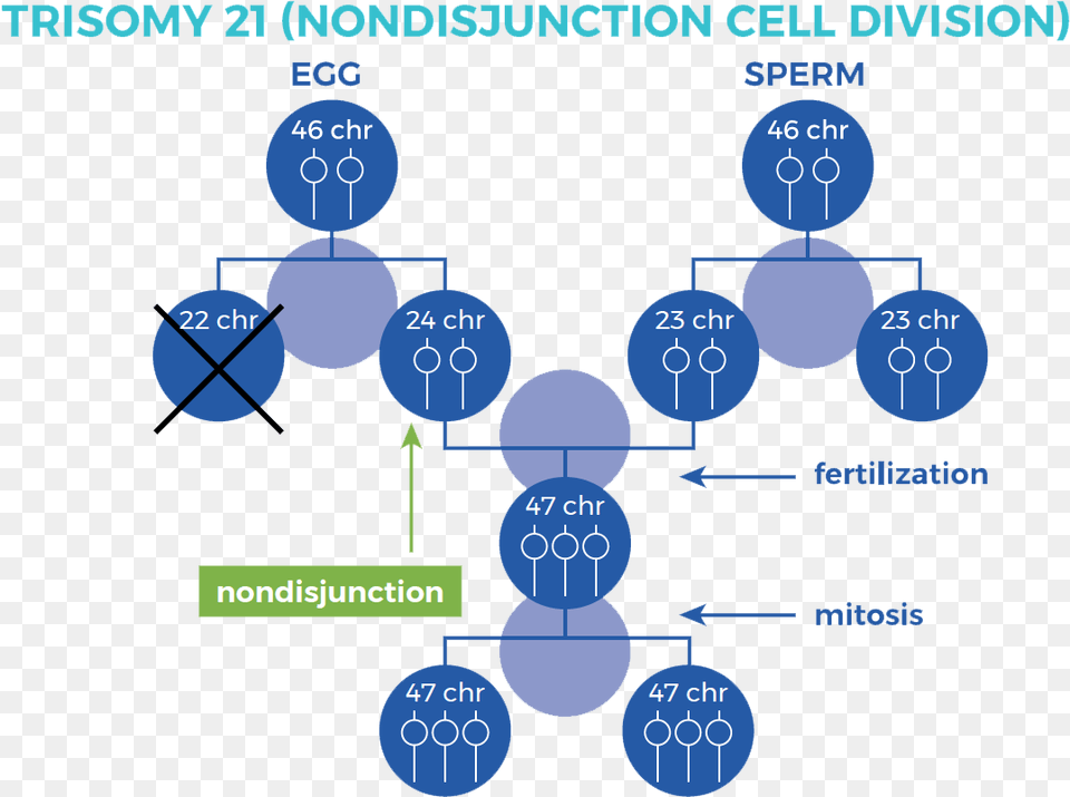 Graphic Showing Nondisjunction Cell Division Trisomy 21 Nondisjunction Down Syndrome, Network, Diagram Free Png