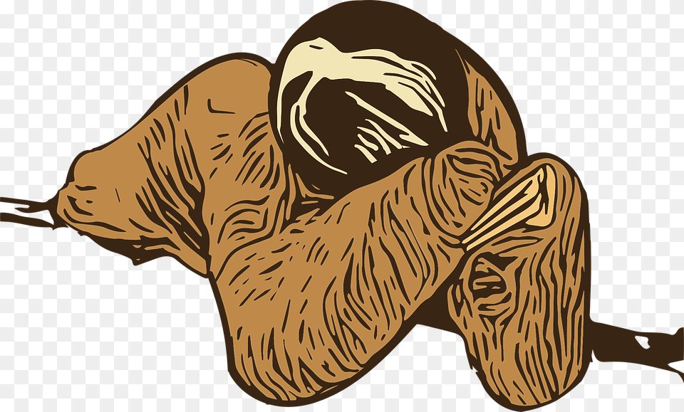 Graphic Sloth Wild Rainforest Animal Wildlife Naked Mole Rat, Mammal, Three-toed Sloth, Adult, Male Free Transparent Png