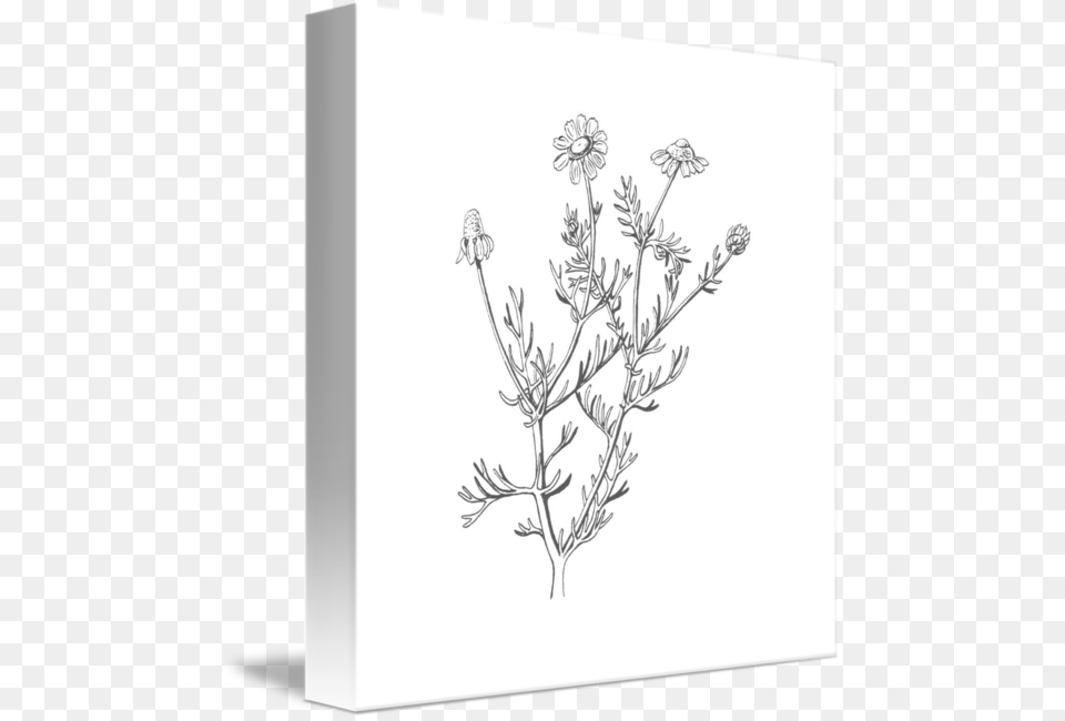 Graphic Stock By Cynth Camomile, Art, Drawing, Plant Free Transparent Png