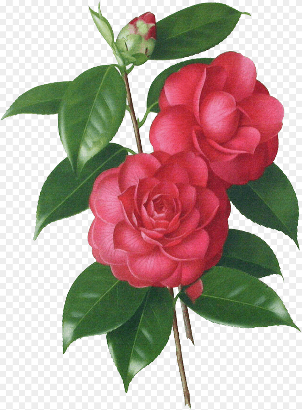 Graphic Stock Camellia Drawing Botanical Illustration Camellia Flower Drawing Png Image