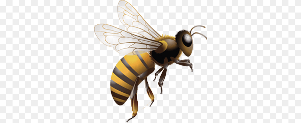 Graphic Stock Honey Bee Insect Beehive Flying Bee Animal, Invertebrate, Honey Bee, Wasp Free Transparent Png
