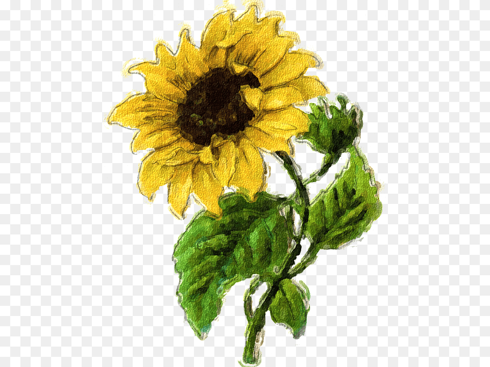 Graphic Sunflower, Flower, Plant, Person Png