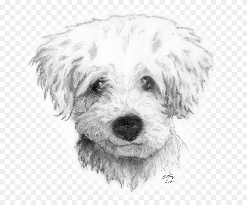 Graphic Transparent Drawing Charcoal Dog Curly Hair Dog Drawing, Art, Person Png