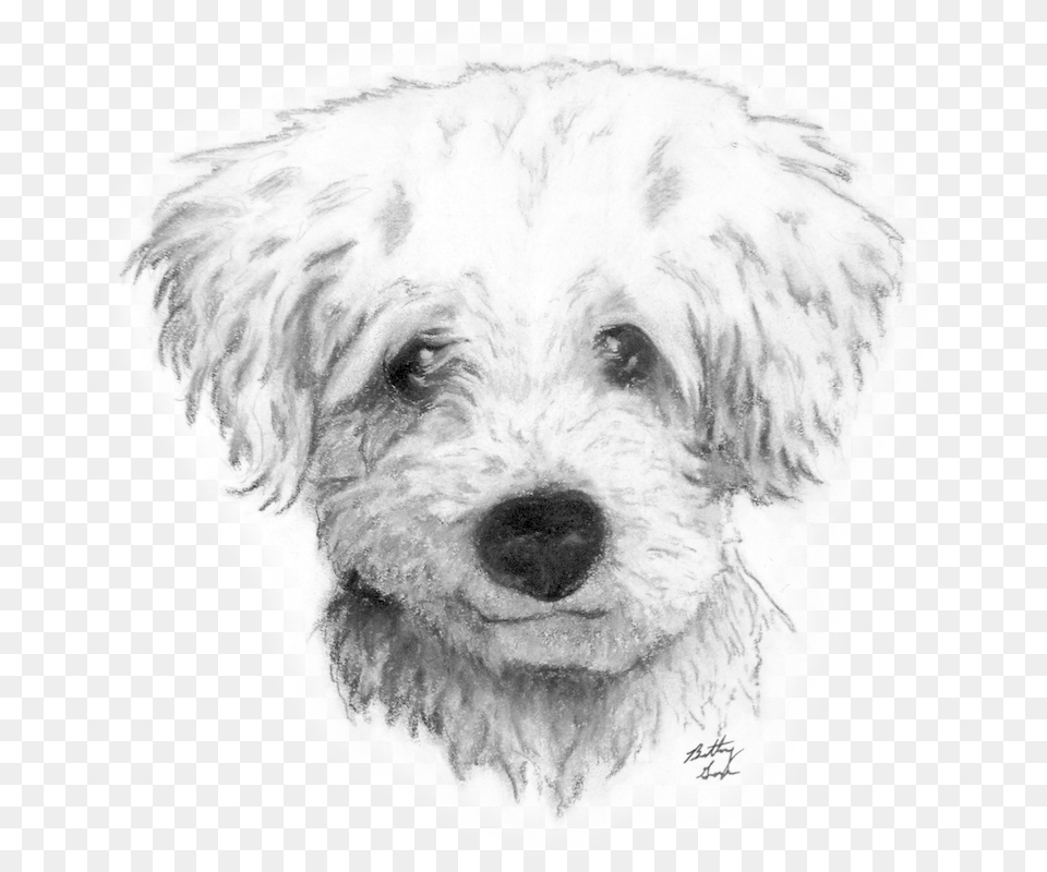 Graphic Transparent Drawing Charcoal Dog Draw A Curly Curly Hair Dog Drawing, Art, Person Png