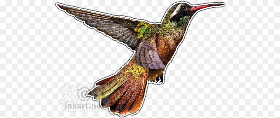 Graphic Hummingbird Clipart Xantus Drawing, Animal, Bird Free Transparent Png