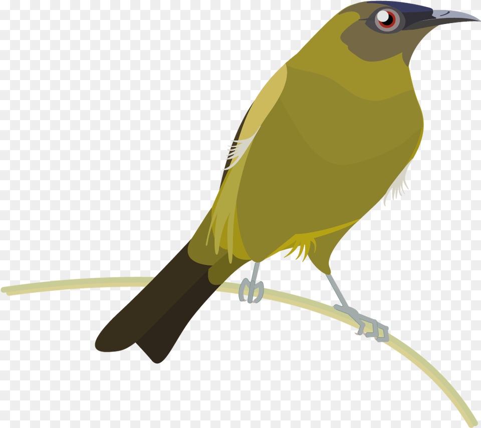 Graphics Bird Icons Colour Set 2 Datasets Datagovt Cuculiformes, Animal, Finch, Canary Free Png Download