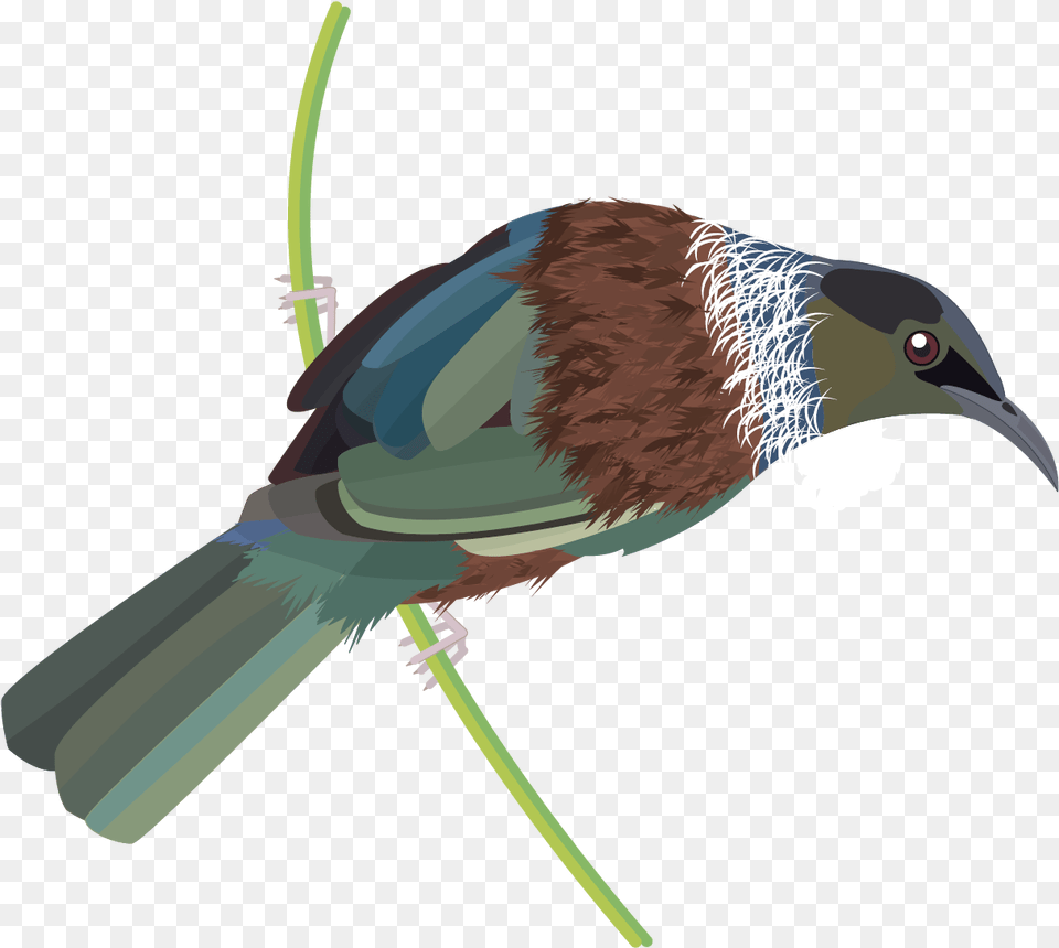 Graphics Bird Icons Colour Set 2 Datasets Datagovt Tui, Animal, Beak, Jay, Blackbird Free Png