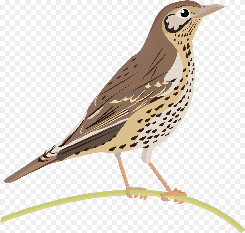 Graphics Bird Icons Colour Set 2 Datasett Manaaki Song Thrush, Animal, Anthus Free Transparent Png