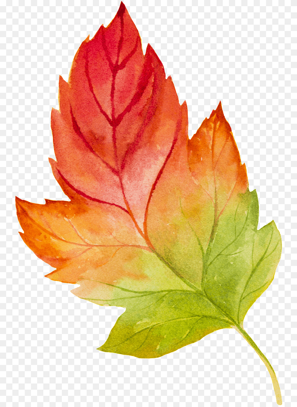 Graphics Is Hand Painted Watercolor Maple Leaf Watercolour Transparent, Plant, Tree, Maple Leaf Png