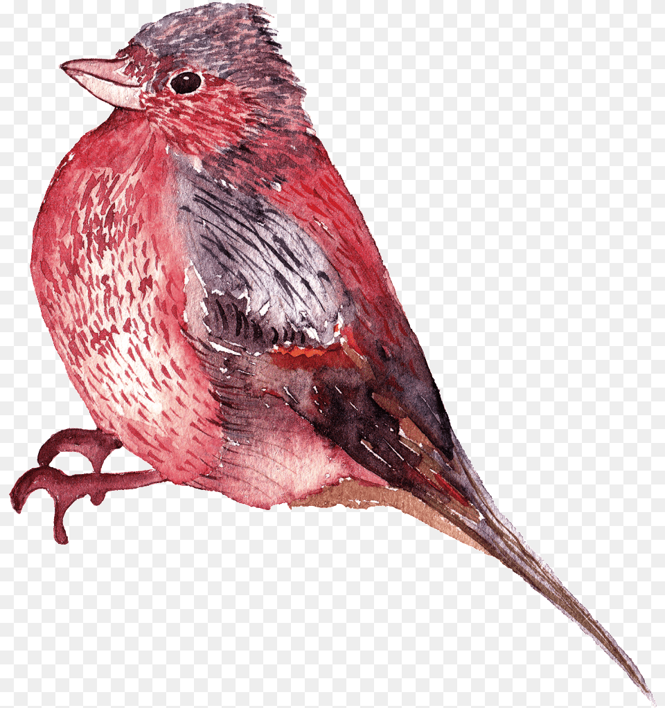 Graphics Is Watercolor Bird Images Watercolor Birds Transparent Background, Animal, Beak, Finch Png Image
