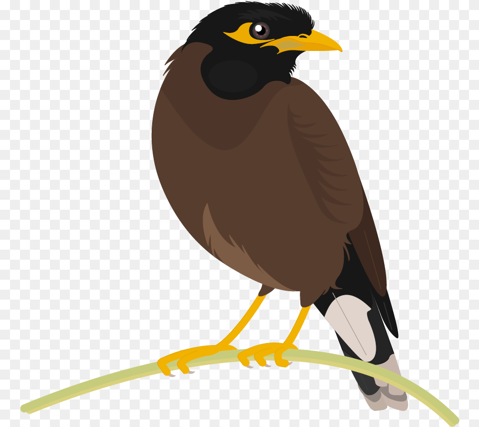 Graphics Loneliness Birds Malayalam Quotes, Animal, Beak, Bird, Blackbird Png Image