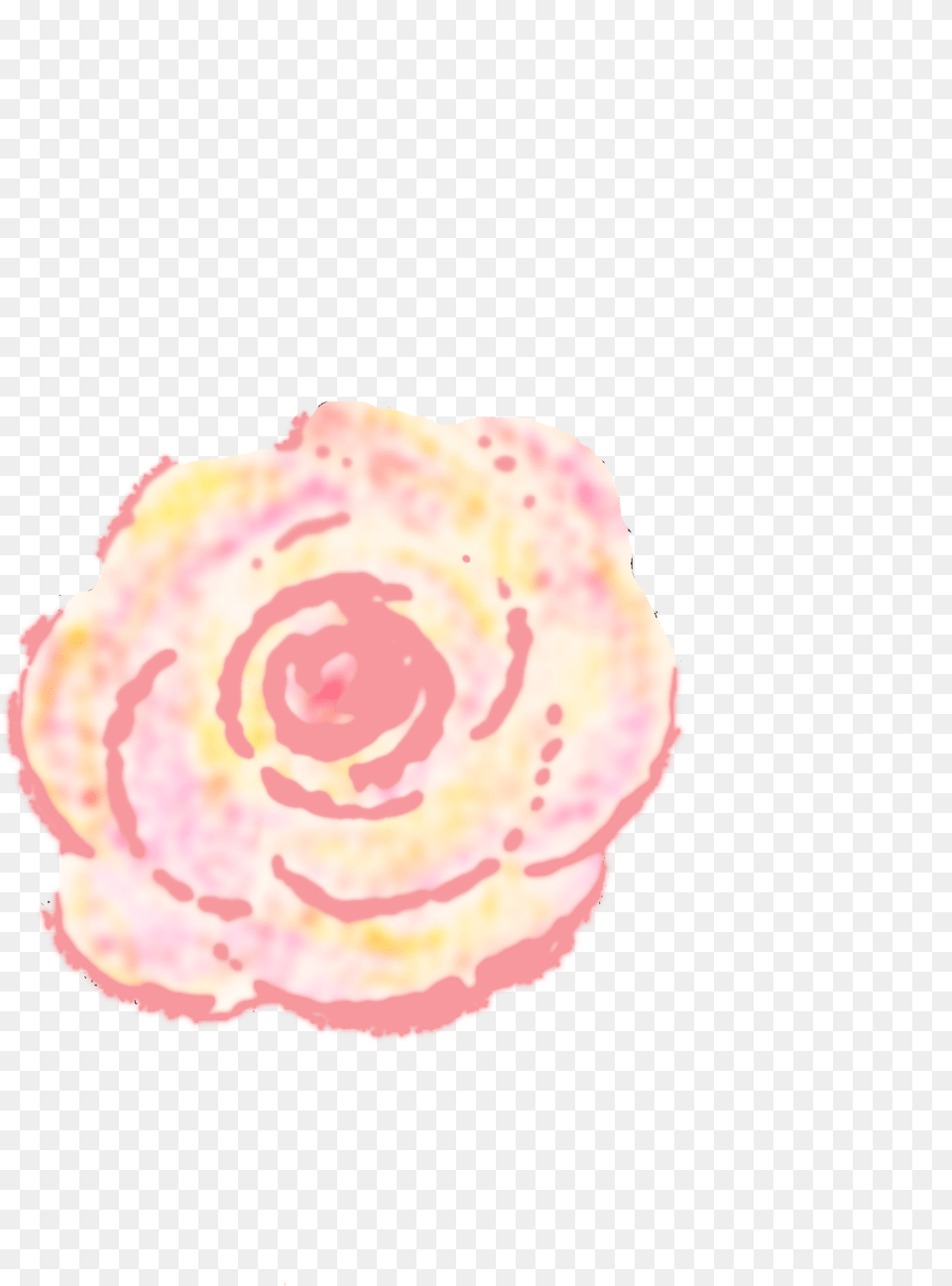Graphics Persian Buttercup, Carnation, Flower, Petal, Plant Free Png