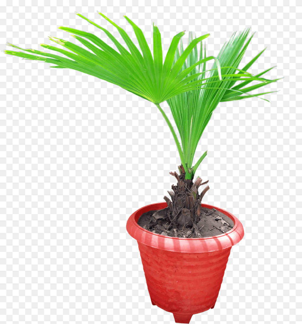 Graphics Pic Houseplant, Leaf, Palm Tree, Plant, Potted Plant Png