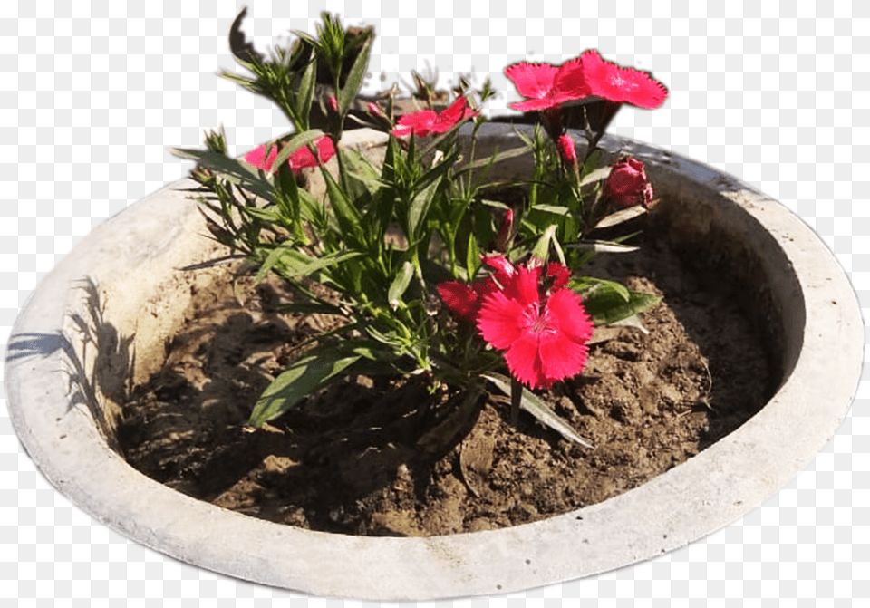 Graphics Pic Red Spike, Plant, Flower, Flower Arrangement, Geranium Png
