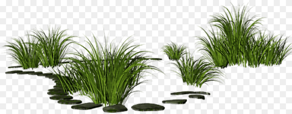 Gras Nature Out Outside Desert Palm, Aquatic, Vegetation, Plant, Water Free Png Download