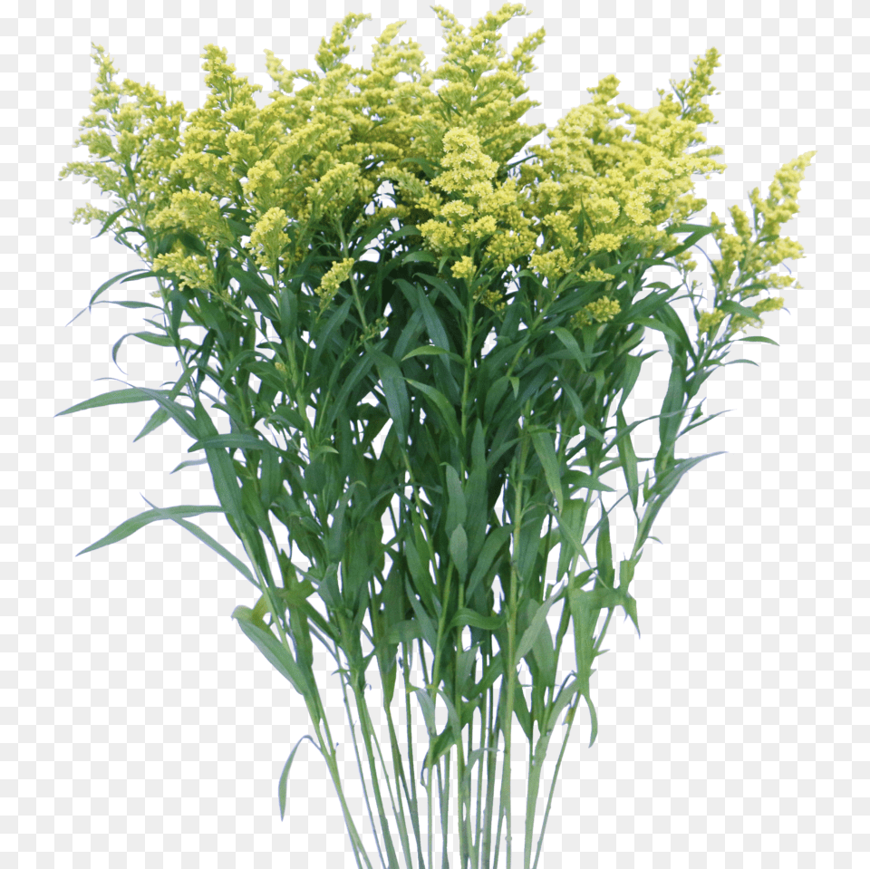 Grass, Plant, Vegetation, Flower, Apiaceae Png