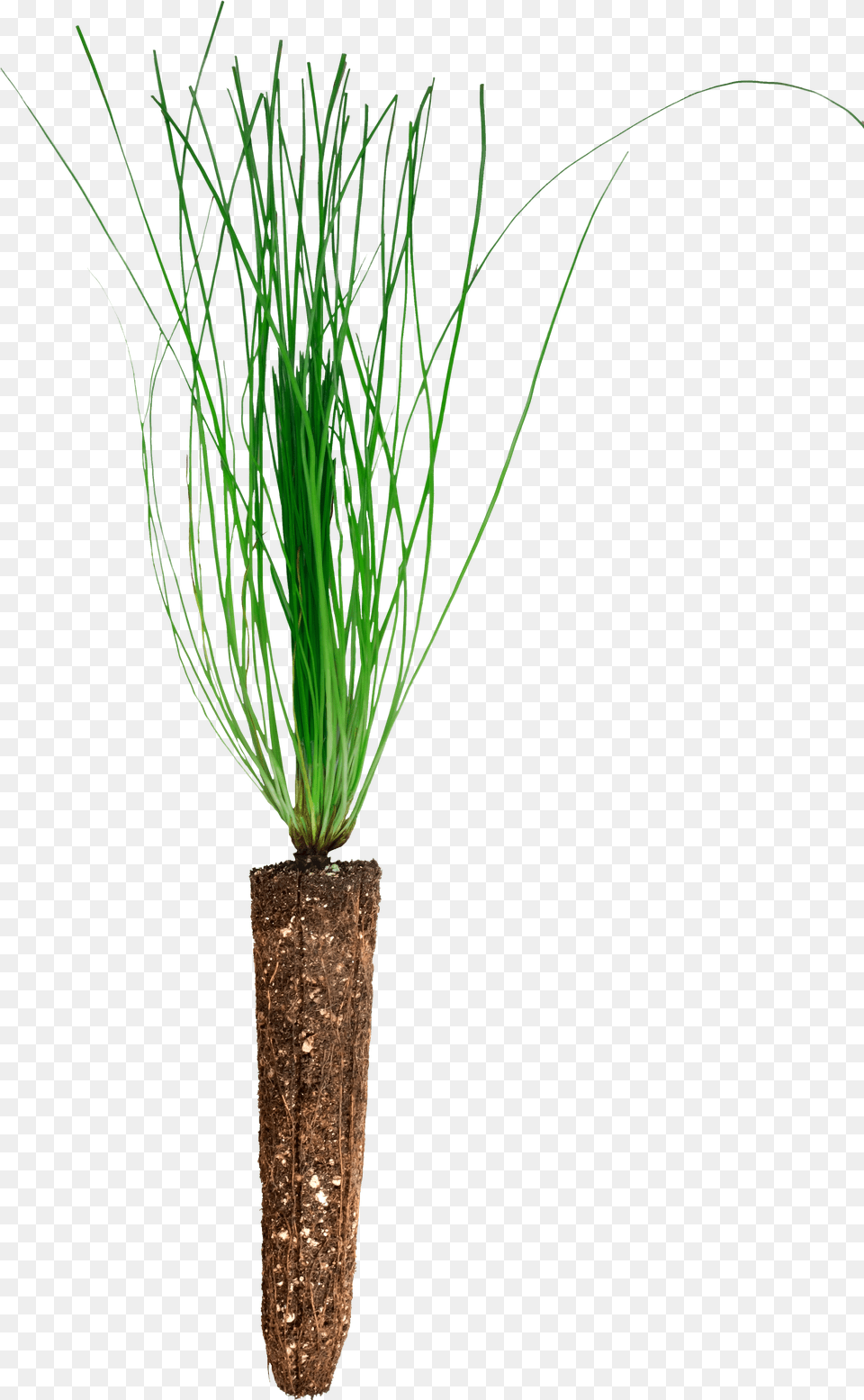 Grass Png