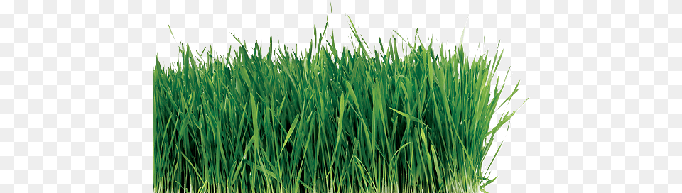 Grass, Lawn, Plant, Vegetation, Potted Plant Free Transparent Png