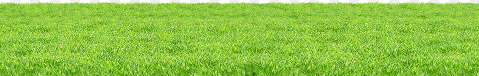 Grass Png Image