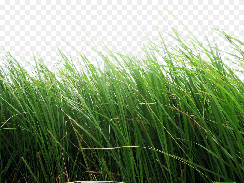 Grass, Plant, Vegetation, Reed, Nature Png Image
