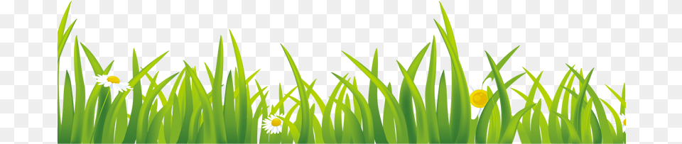 Grass, Daisy, Flower, Green, Plant Png Image