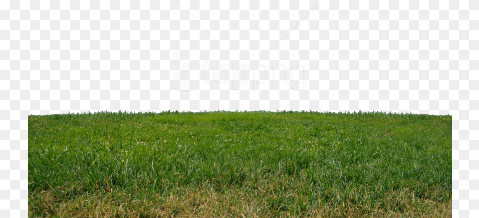 Grass, Lawn, Plant, Field, Vegetation Free Png