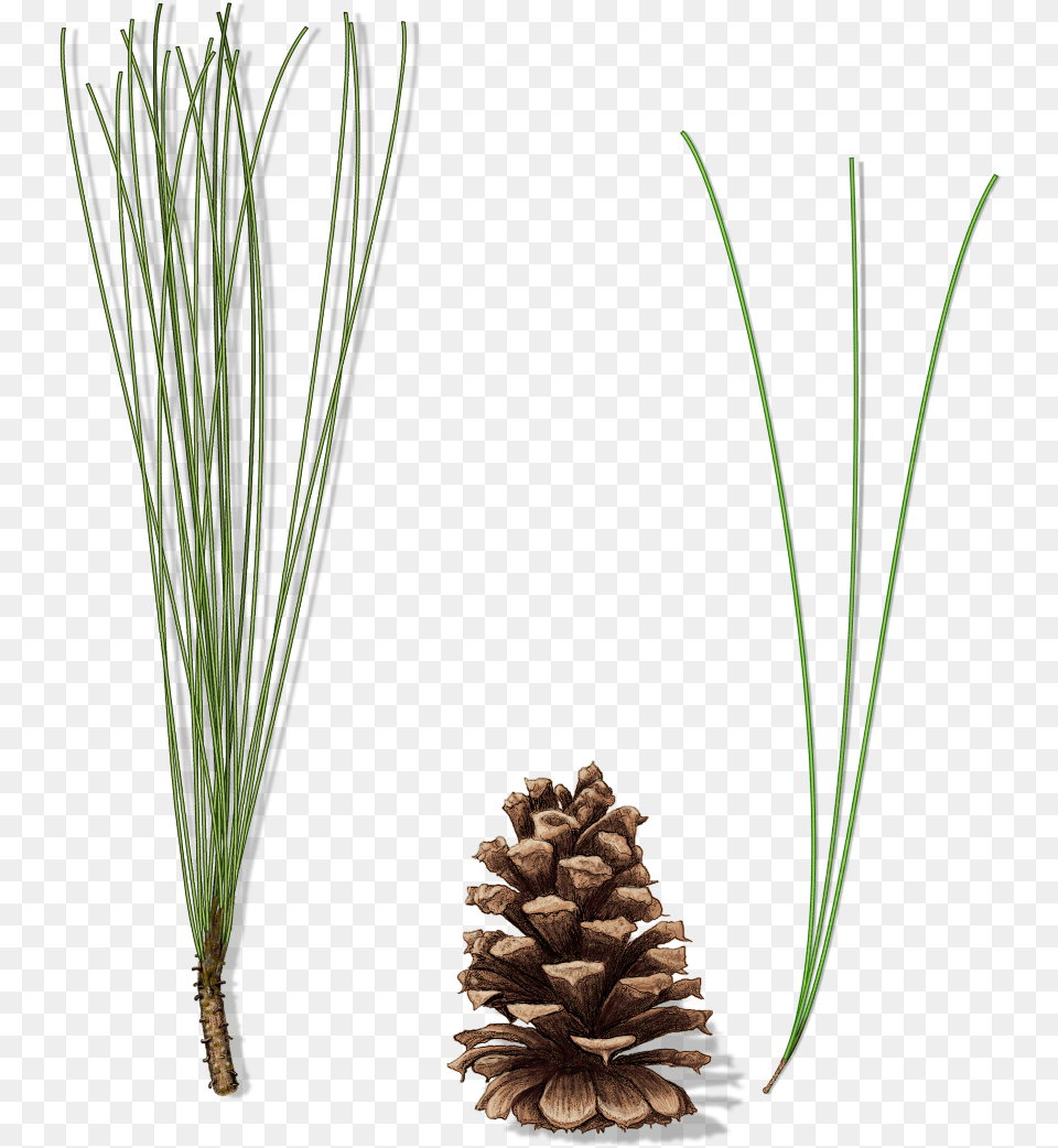 Grass, Conifer, Pine, Plant, Tree Png Image