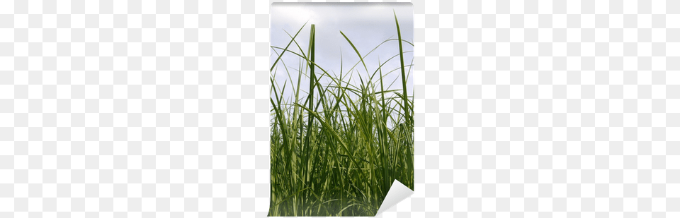 Grass, Plant, Vegetation, Reed Free Png