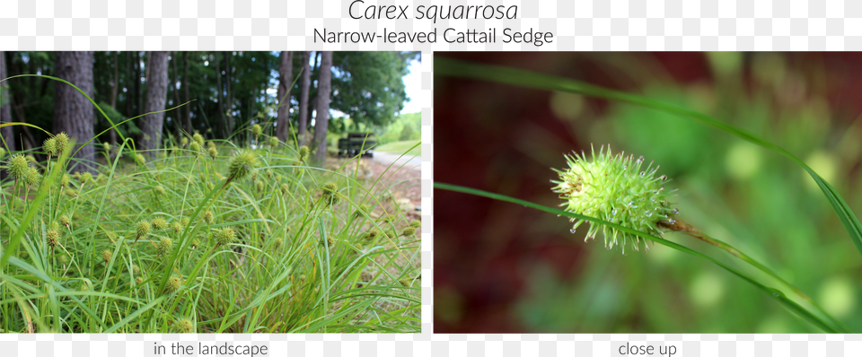 Grass Free Png Download